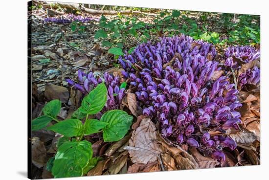 Purple toothwort / clandestine in flower in spring, Belgium-Philippe Clement-Stretched Canvas