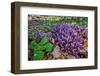 Purple toothwort / clandestine in flower in spring, Belgium-Philippe Clement-Framed Photographic Print