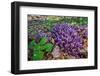 Purple toothwort / clandestine in flower in spring, Belgium-Philippe Clement-Framed Photographic Print