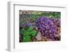 Purple toothwort / clandestine in flower in spring, Belgium-Philippe Clement-Framed Photographic Print