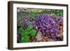 Purple toothwort / clandestine in flower in spring, Belgium-Philippe Clement-Framed Photographic Print