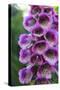 Purple Trailing Flower-Anna Coppel-Stretched Canvas