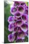 Purple Trailing Flower-Anna Coppel-Mounted Photographic Print