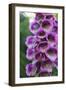 Purple Trailing Flower-Anna Coppel-Framed Photographic Print