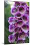 Purple Trailing Flower-Anna Coppel-Mounted Photographic Print