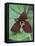 Purple Trillium, Port Huron, Michigan, USA-Claudia Adams-Framed Stretched Canvas