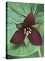 Purple Trillium, Port Huron, Michigan, USA-Claudia Adams-Stretched Canvas