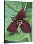 Purple Trillium, Port Huron, Michigan, USA-Claudia Adams-Stretched Canvas