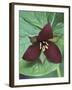 Purple Trillium, Port Huron, Michigan, USA-Claudia Adams-Framed Premium Photographic Print