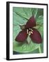 Purple Trillium, Port Huron, Michigan, USA-Claudia Adams-Framed Premium Photographic Print