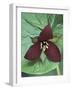 Purple Trillium, Port Huron, Michigan, USA-Claudia Adams-Framed Photographic Print