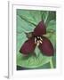 Purple Trillium, Port Huron, Michigan, USA-Claudia Adams-Framed Photographic Print