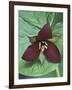 Purple Trillium, Port Huron, Michigan, USA-Claudia Adams-Framed Photographic Print