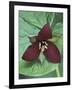 Purple Trillium, Port Huron, Michigan, USA-Claudia Adams-Framed Photographic Print