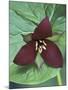 Purple Trillium, Port Huron, Michigan, USA-Claudia Adams-Mounted Photographic Print