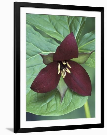 Purple Trillium, Port Huron, Michigan, USA-Claudia Adams-Framed Photographic Print