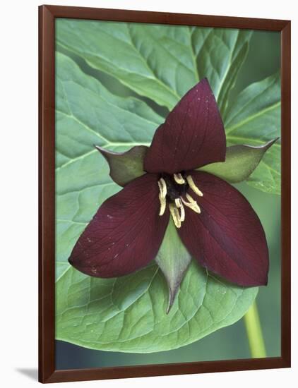 Purple Trillium, Port Huron, Michigan, USA-Claudia Adams-Framed Photographic Print