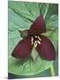 Purple Trillium, Port Huron, Michigan, USA-Claudia Adams-Mounted Photographic Print