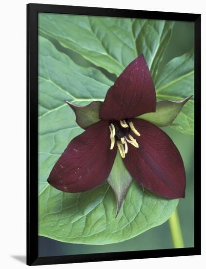 Purple Trillium, Port Huron, Michigan, USA-Claudia Adams-Framed Photographic Print