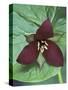 Purple Trillium, Port Huron, Michigan, USA-Claudia Adams-Stretched Canvas