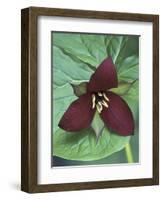 Purple Trillium, Port Huron, Michigan, USA-Claudia Adams-Framed Photographic Print