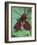 Purple Trillium, Port Huron, Michigan, USA-Claudia Adams-Framed Photographic Print