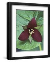 Purple Trillium, Port Huron, Michigan, USA-Claudia Adams-Framed Photographic Print