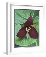 Purple Trillium, Port Huron, Michigan, USA-Claudia Adams-Framed Photographic Print