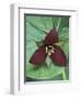 Purple Trillium, Port Huron, Michigan, USA-Claudia Adams-Framed Photographic Print