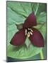 Purple Trillium, Port Huron, Michigan, USA-Claudia Adams-Mounted Photographic Print