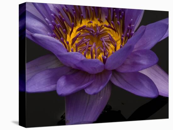 Purple Tropical Water Lily, Kenilworth Aquatic Gardens, Washington DC, USA-Corey Hilz-Stretched Canvas