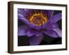 Purple Tropical Water Lily, Kenilworth Aquatic Gardens, Washington DC, USA-Corey Hilz-Framed Photographic Print