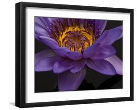 Purple Tropical Water Lily, Kenilworth Aquatic Gardens, Washington DC, USA-Corey Hilz-Framed Photographic Print