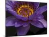 Purple Tropical Water Lily, Kenilworth Aquatic Gardens, Washington DC, USA-Corey Hilz-Mounted Photographic Print