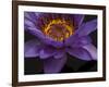 Purple Tropical Water Lily, Kenilworth Aquatic Gardens, Washington DC, USA-Corey Hilz-Framed Photographic Print