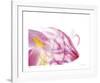 Purple Tulip Abstract No 128-Shams Rasheed-Framed Giclee Print