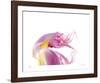 Purple Tulip Abstract No 129-Shams Rasheed-Framed Giclee Print
