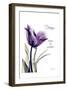 Purple Tulip, Dream-Albert Koetsier-Framed Art Print