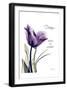 Purple Tulip, Dream-Albert Koetsier-Framed Art Print