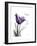 Purple Tulip Dream-Albert Koetsier-Framed Premium Giclee Print