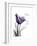 Purple Tulip Dream-Albert Koetsier-Framed Premium Giclee Print