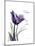 Purple Tulip Dream-Albert Koetsier-Mounted Premium Giclee Print