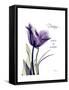 Purple Tulip Dream-Albert Koetsier-Framed Stretched Canvas