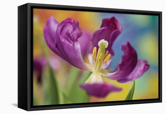 Purple Tulip I-Lee Peterson-Framed Stretched Canvas