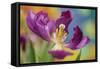 Purple Tulip I-Lee Peterson-Framed Stretched Canvas