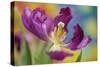 Purple Tulip I-Lee Peterson-Stretched Canvas