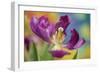 Purple Tulip I-Lee Peterson-Framed Photographic Print