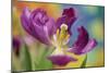 Purple Tulip I-Lee Peterson-Mounted Photographic Print