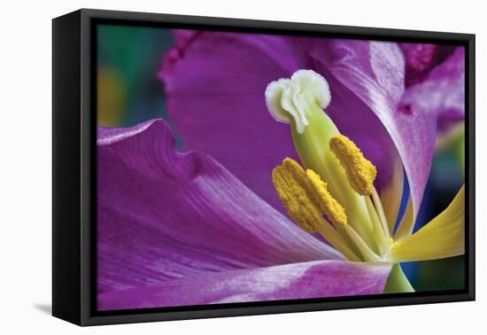 Purple Tulip II-Lee Peterson-Framed Stretched Canvas