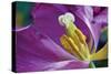 Purple Tulip II-Lee Peterson-Stretched Canvas